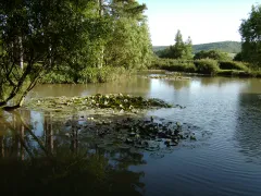 Alderwood Ponds